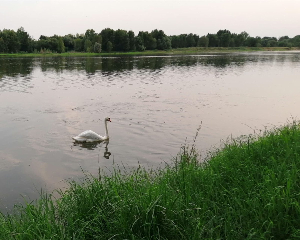 Cygne signe yoga